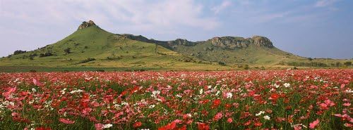 Walls 360 Peel Stick Cosmos Flowers Wall Mural