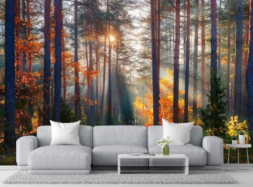 Autumn Sunshine in The Woods Wall Mural