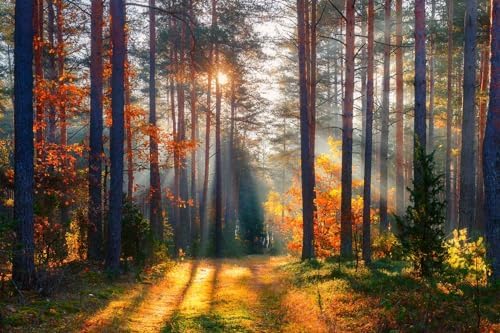 Autumn Sunshine in The Woods Wall Mural